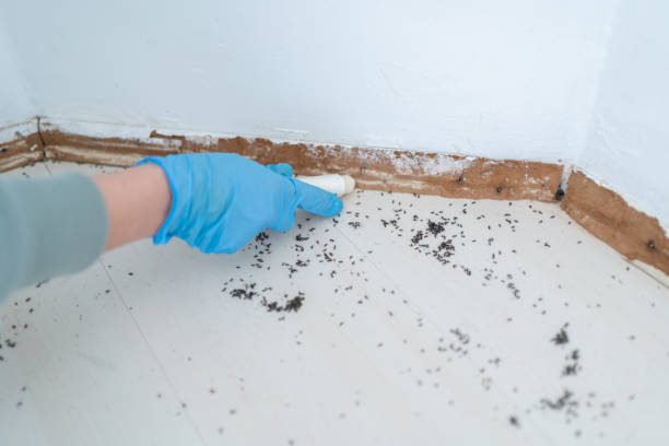 Best Wasp Removal Services  in Springfield, OR